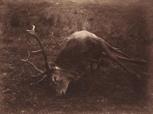 Dead Stag, 1857. Creator: Horatio Ross.