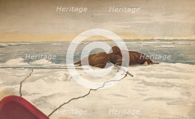 'Walruses Killed Off The East Coast of the Taimyr Peninsula, 12th September 1893, (1897). Artist: Fridtjof Nansen.