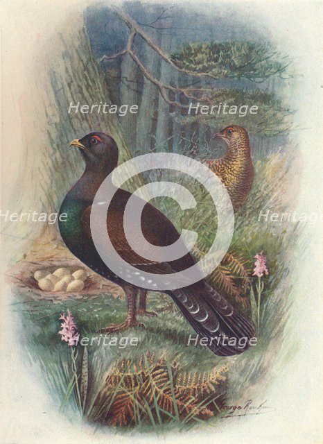 'Capercaillie', c1910, (1910). Artist: George James Rankin.