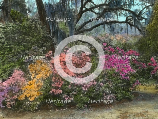 "Magnolia Plantation," 3550 Ashley River Road, Charleston, South Carolina, 1928. Creator: Frances Benjamin Johnston.