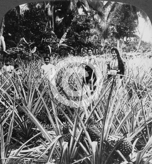 Pineapple fields, Mayaguez, Puerto Rico.Artist: Underwood & Underwood