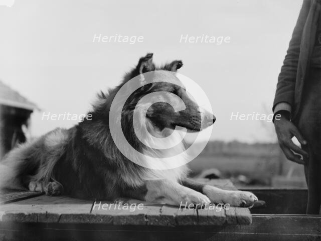 Collie's head, c1900. Creator: Unknown.