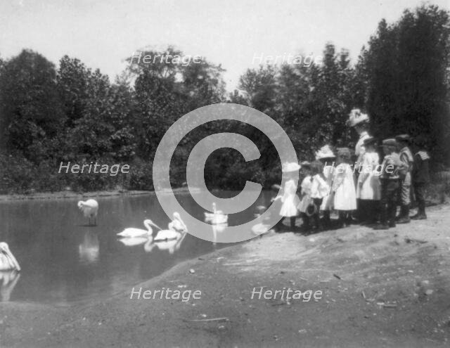 Group of public school children looking at pelicans and swan in the Nation...Washington DC, (1899?). Creator: Frances Benjamin Johnston.