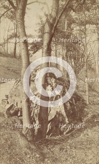 Tree Study, 1880s-90s. Creator: Unknown.