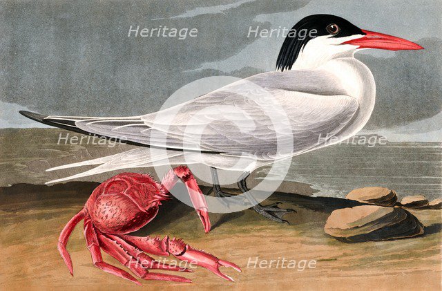 Cayenne Tern, Sterna Maxima, 1845.