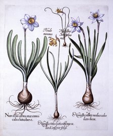 Various Narcissi, from 'Hortus Eystettensis', by Basil Besler (1561-1629), pub. 1613 (hand-coloured 