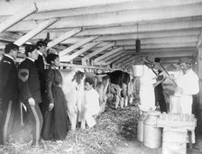 Demonstration of milk testing in stable, at Hampton Institute, Hampton, Virginia, 1899 and 1900. Creator: Frances Benjamin Johnston.