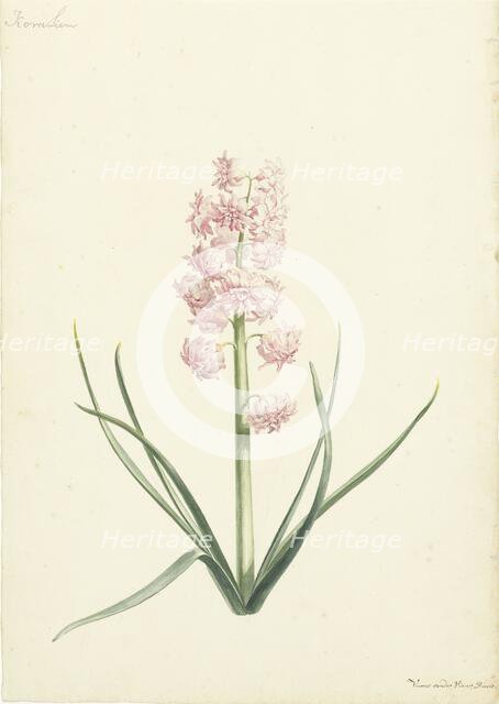 Hyacinth Coraline, 1696-1742. Creator: Vincent Laurentsz. van der Vinne II.