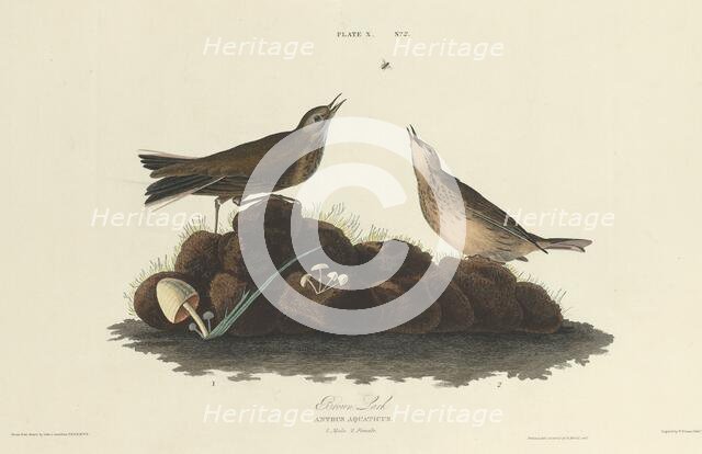 Brown Lark, 1827. Creator: William Home Lizars.