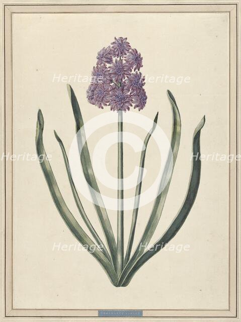 Hyacinth (Charmante Violet), 1735. Creator: F. Wijandt.