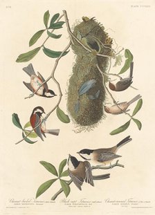 Chestnut-backed Titmouse, Black-capped Titmouse and Chestnut-crowned Titmouse, 1837. Creator: Robert Havell.
