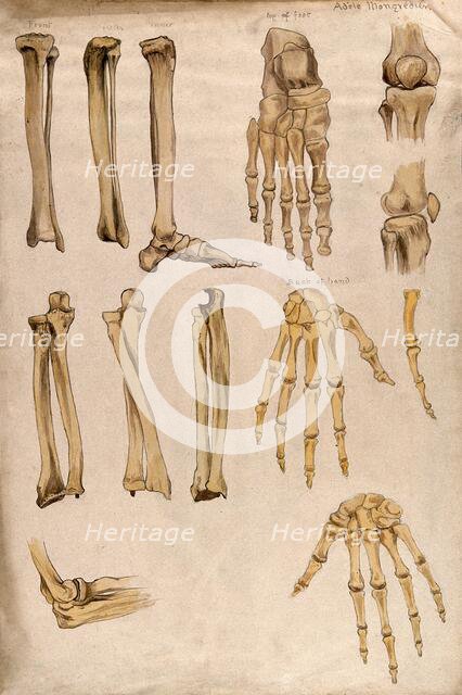 Bones of the arm, leg, hand, foot and knee: thirteen figures, 1880. Creator: Adele Mongredien.