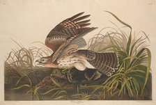 Winter Hawk, 1829. Creator: Robert Havell.
