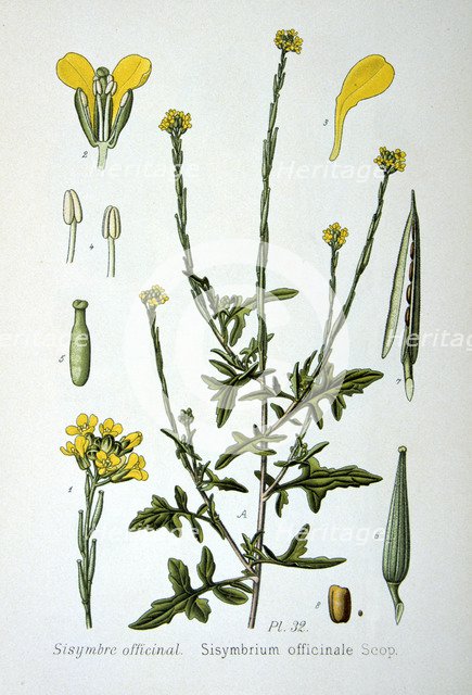 Hedge mustard, 1893. Artist: Unknown