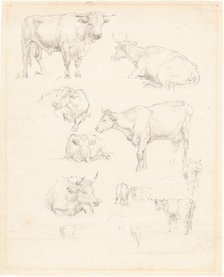 Studies of Cattle. Creator: Robert Hills.
