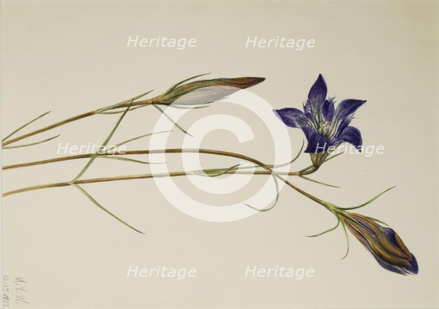 Pinebarren Gentian (Gentiana porphyrio), 1923. Creator: Mary Vaux Walcott.