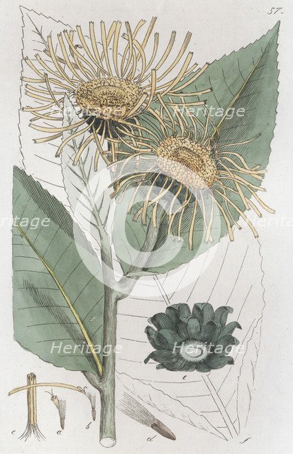 Elecampane (Inula helenium), 1804-1811. Artist: Johan Wilhelm Palmstruch