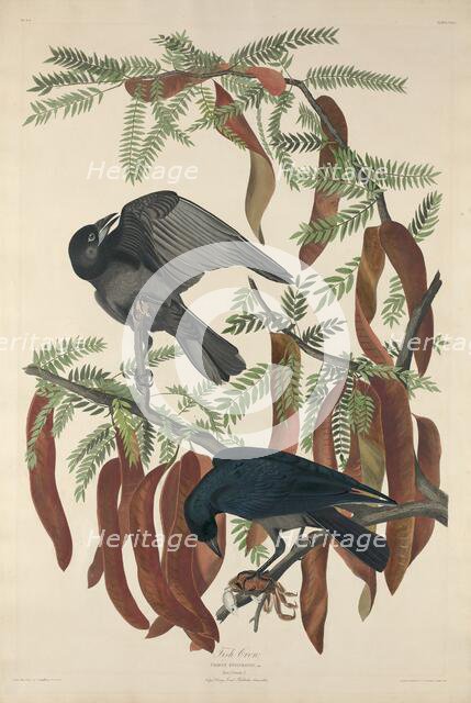 Fish Crow, 1832. Creator: Robert Havell.