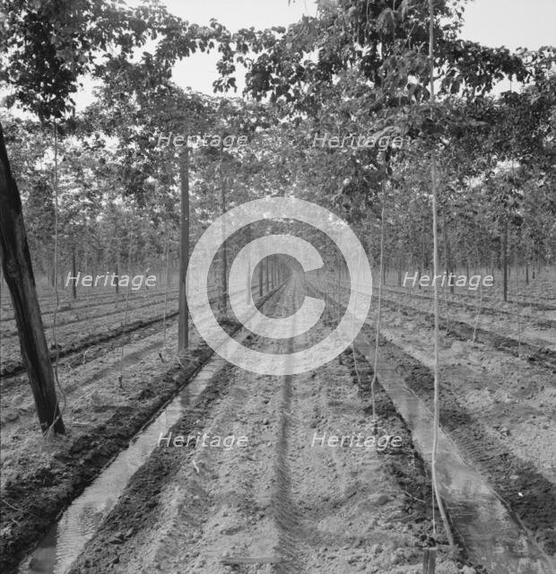 Possibly: Hop yard, shows poles, wires, irrigation ditch and hop..., Yakima Valley, Washington, 1939 Creator: Dorothea Lange.