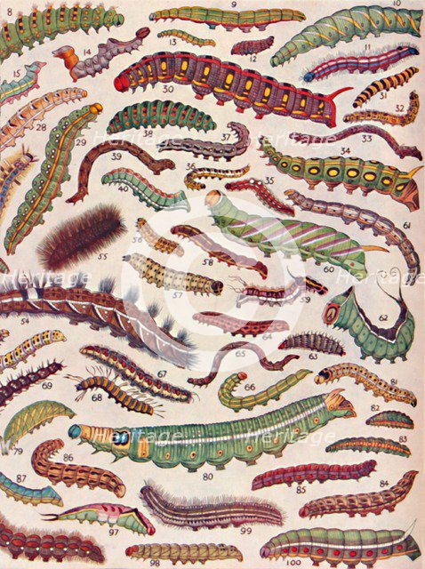 'A Hundred Different Knds of Caterpillars of Butterflies and Moths', 1935. Artist: Unknown.