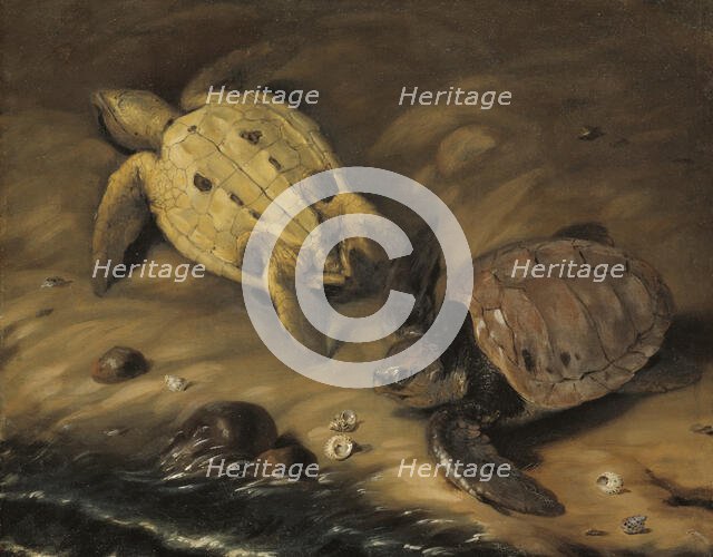 Two turtles, 1690. Creator: David Klocker Ehrenstrahl.