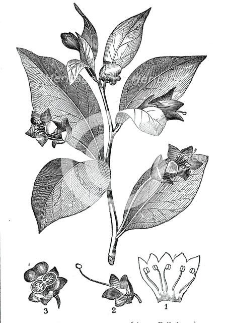 The Deadly Nightshade - (Atropa belladonna), 1844. Creator: Unknown.