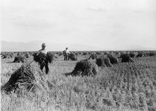 Minidoka Project - U.S. Reclamation Bureau. Minidoka Desert On Year After Irrigation By Gov..., 1912 Creator: Harris & Ewing.