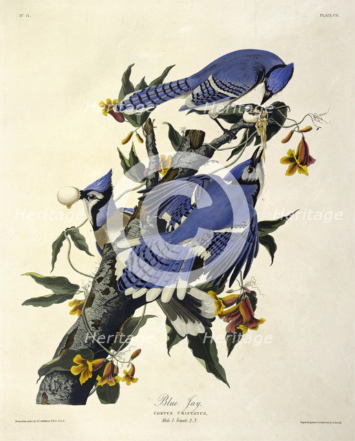 Blue Jay,  Corvus Christatus, 1845.