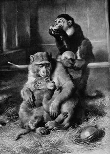 'The Sick Monkey', 1875, (1912). Artist: Edwin Henry Landseer.