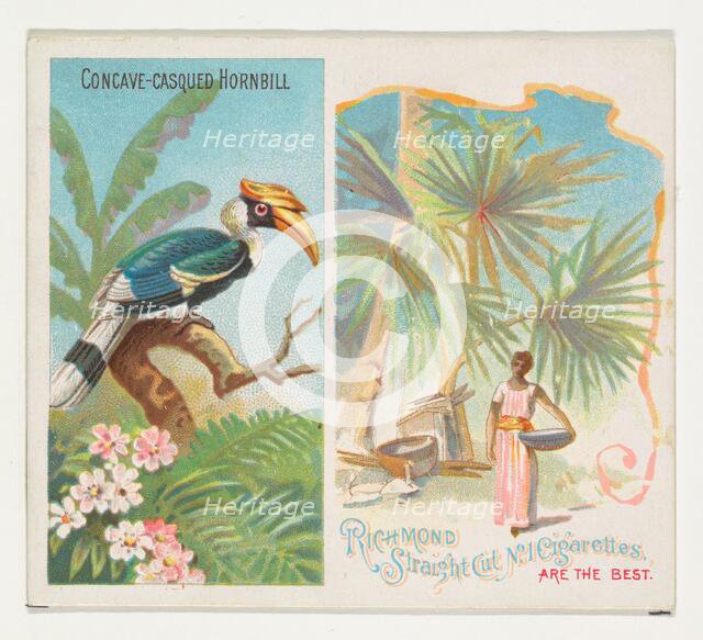 Concave-Casqued Hornbill, from Birds of the Tropics series (N38) for Allen & Ginter Cigare..., 1889. Creator: Allen & Ginter.