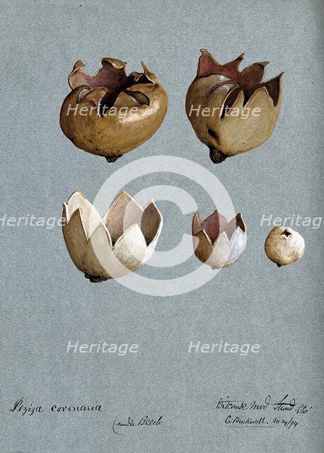 A cup fungus (Peziza species): five fruiting bodies, 1894. Creator: C Bucknall.