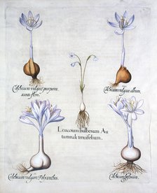 Autumn Snowflake and Meadow Saffrons, from 'Hortus Eystettensis', by Basil Besler (1561-1629), pub. 