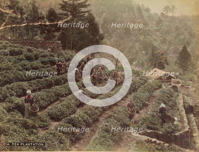 Tea Plantation, 1870s-1890s. Creator: Kusakabe Kimbei.