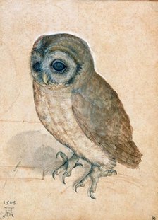 Little Owl, 1508. Creator: Dürer, Albrecht (1471-1528).