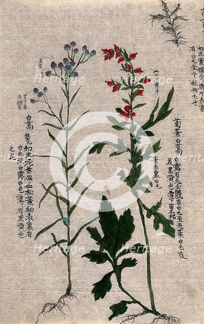 Two fruiting plants with conspicuous red and purple fruits and an outline of a third plant. Creator: Unknown.