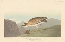 Rocky Mountain Plover, 1836. Creator: Robert Havell.