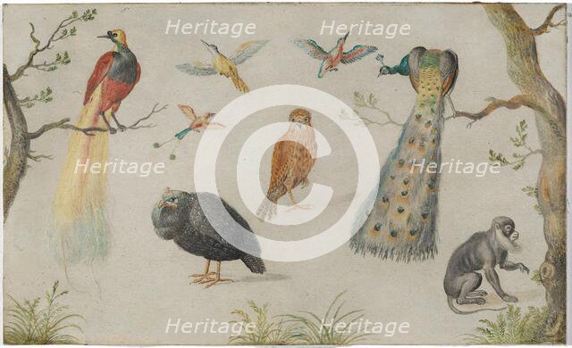Study of Birds and Monkey, 1660/1670. Creator: Anon.