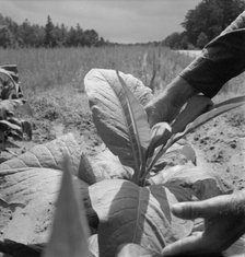 White owner topping tobacco plant, Person County, North Carolina, 1939. Creator: Dorothea Lange.