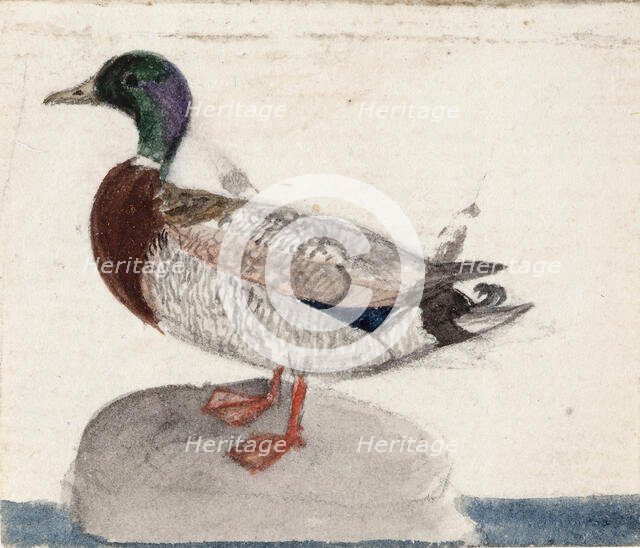 Mallard, 1831. Creator: Ferdinand von Wright.