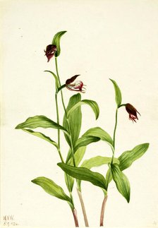 Ramshead Lady's Slipper (Cypripedium arietinum), 1924. Creator: Mary Vaux Walcott.