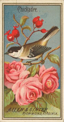 Chickadee, from the Birds of America series (N4) for Allen & Ginter Cigarettes Brands, 1888. Creator: Allen & Ginter.