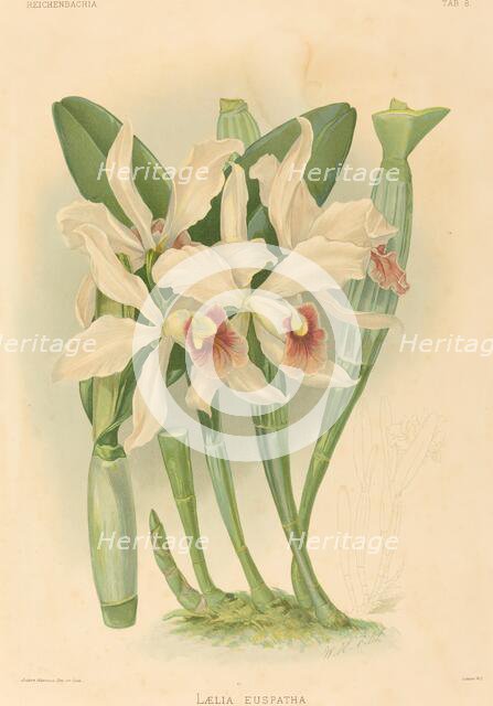 Laelia Euspatha. Creator: Joseph Mansell.