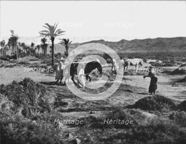 ''Battage du ble dans les Ziban; Afrique du nord', 1914. Creator: Unknown.