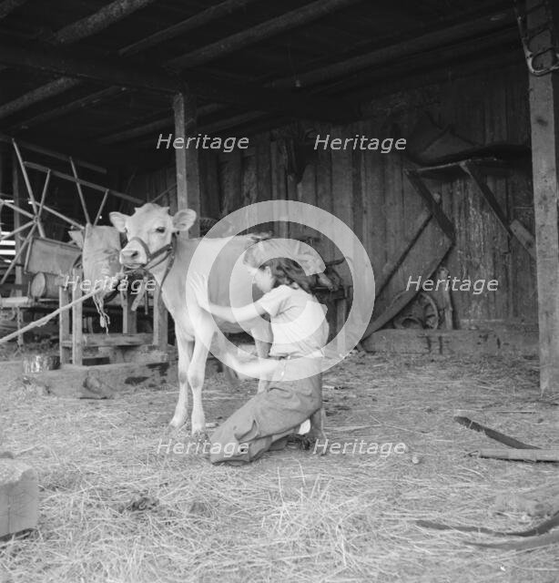 Young girl, daughter of small pear farmer tends her calf, near Medford, Oregon, 1939. Creator: Dorothea Lange.