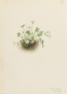 Mistmaiden (Romanzoffia sitchensis), 1907. Creator: Mary Vaux Walcott.