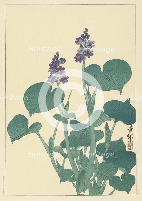 Flowering hosta. Creator: Ohara, Koson (1877-1945).