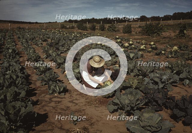 Mrs. Jim Norris with homegrown cabbage, one of the many vegetables..., Pie Town, New Mexico, 1940. Creator: Russell Lee.