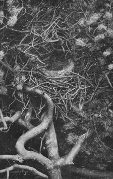'Nest of Magpie', c1882, (1912). Artist: Charles Reid.