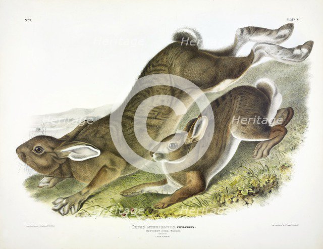 Northern Hare, Lepus Americanus, 1845.