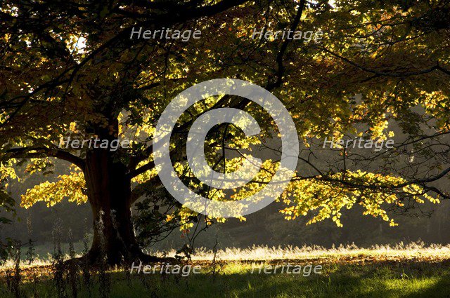 Autumn colour in the park of Kenwood House, London, c1980-c2017.   Artist: Historic England Staff Photographer.